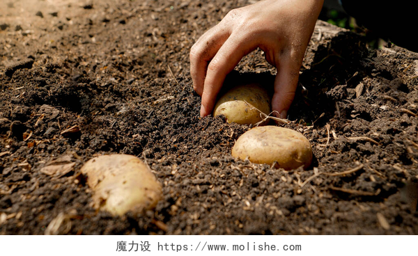 一只手在土里捡土豆女农民在肥沃的花园土壤中种植有机土豆并覆盖在地面上的遮挡物。种植有机蔬菜的概念.